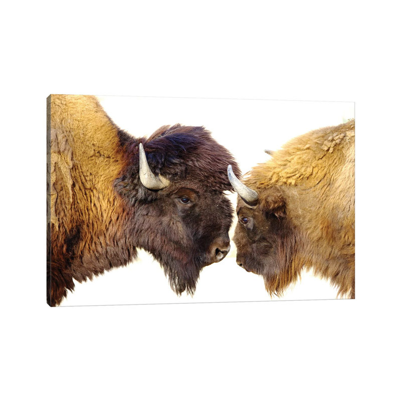 Bisons II by Goran Anastasovski - Wrapped Canvas Print, 20.32 cm H x 30.48 cm W