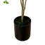 Bonsai à poser