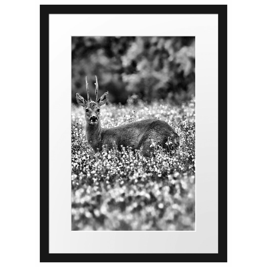 Gerahmtes Poster Junger Hirsch auf Wildwiese