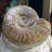 Fossil Ammonite in Matrix - Morocco