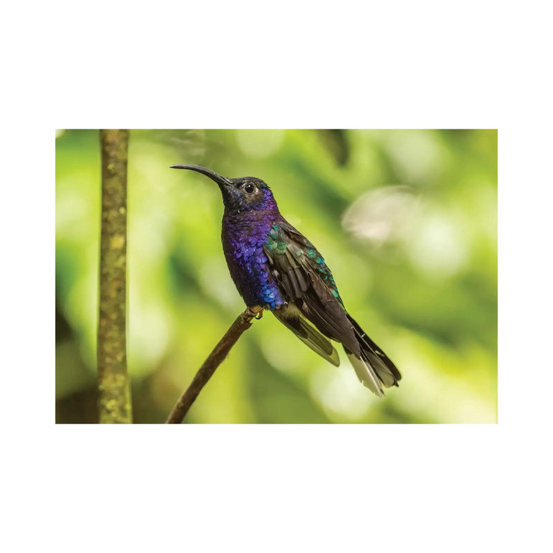 Costa Rica, Monte Verde Cloud Forest Reserve. Violet Sabrewing Close-up. by Jaynes Gallery - Wrapped Canvas Print
