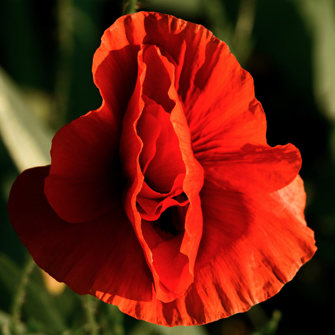 Rote Mohnblume von Volodymyr Zakharov - Foto auf Leinwand