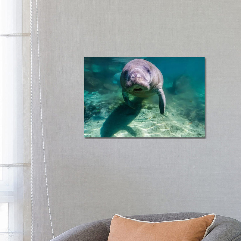 Manatee In Crystal River, Florida by Jennifer Idol - Wrapped Canvas Print, 66.04 cm H x 45.72 cm W x 3.175 cm D