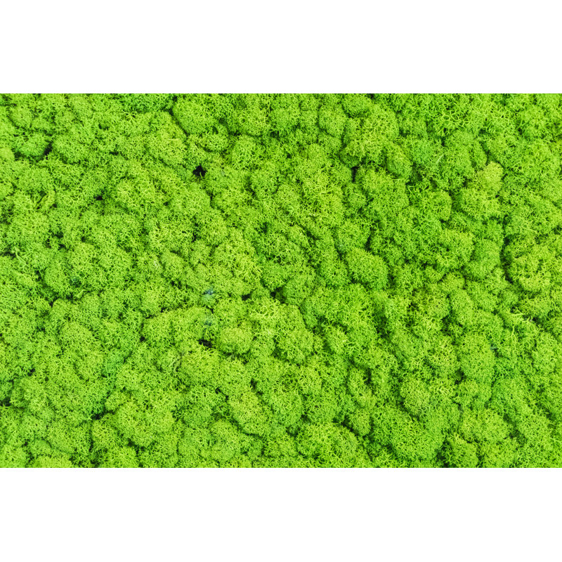 Moss fond par Onlysmk - photographie sur toile tendue, L 12 po x H 8 po