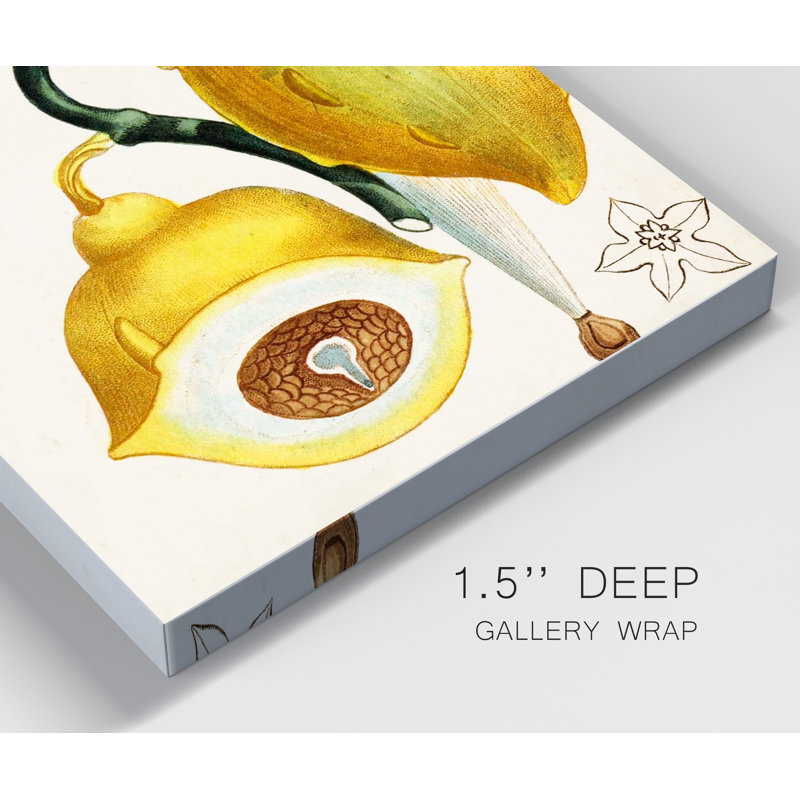 Reproduction d’art sur toile tendue « Turpin tropical fruit IV », H 12 po x l 8 po x P 1 po