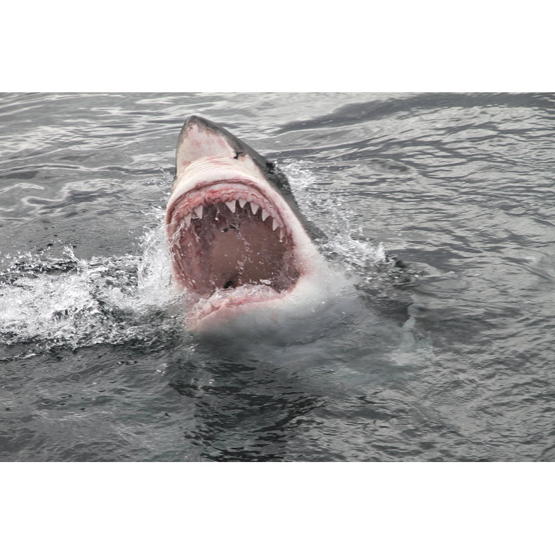 Great White Shark by Svetolk - Wrapped Canvas Print, 30cm H x 46cm W x 3.8cm D