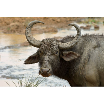 " Closeup Of Buffalo " by Heckepics