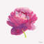 Flower Pink Painting by JP Kilkenny-73092971-73092974