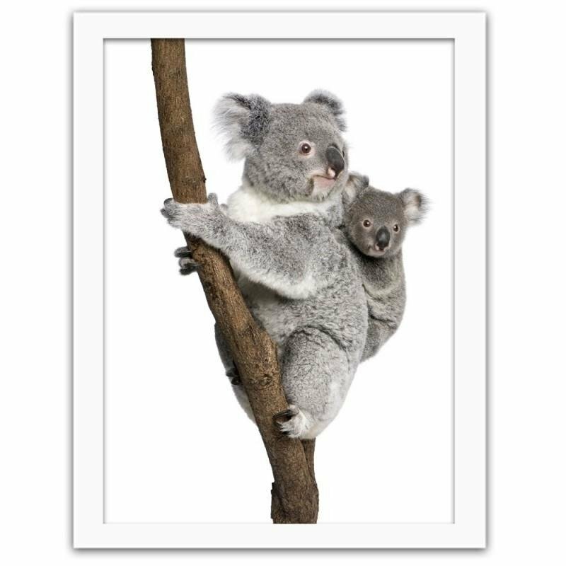 Gerahmter Fotodruck Koala klettert auf einen Baum