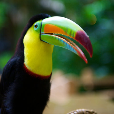 Closeup Of Toucan - Wrapped Canvas Print