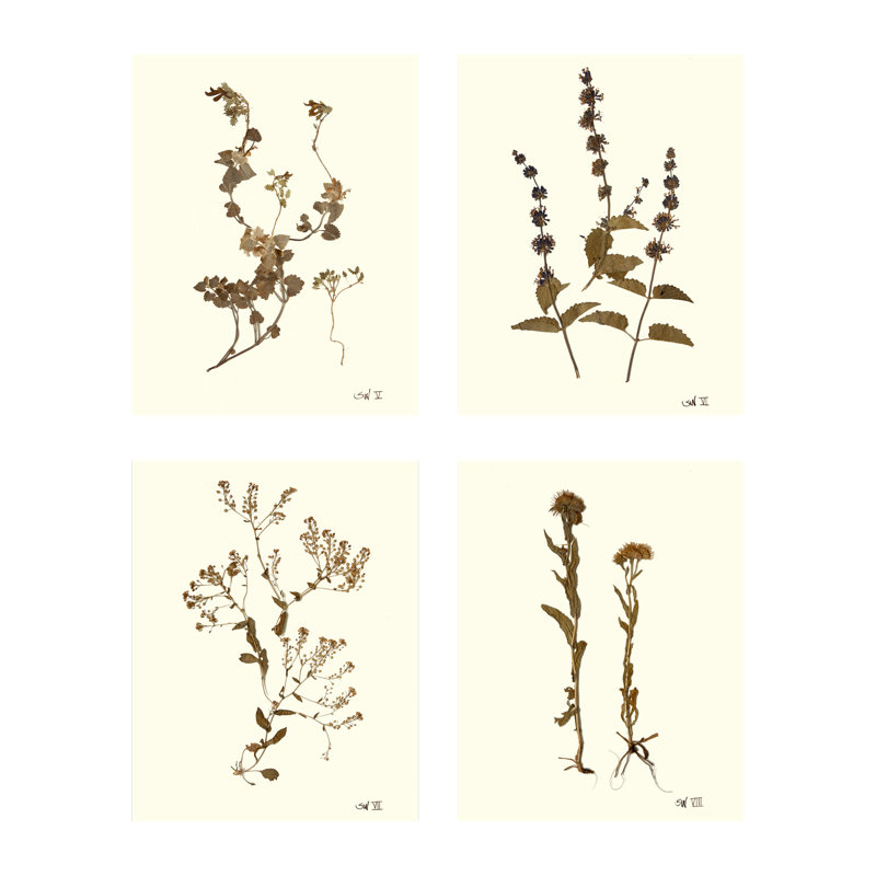 Antique Pressed Botanical Print by Sandy Whitaker