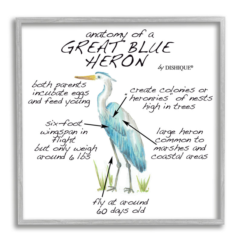 «Great Blue Heron», diagramme d'apprentissage par la faune, H 12 po x l 12 po x P 1,5 po, Estampe numérique Farmhouse
