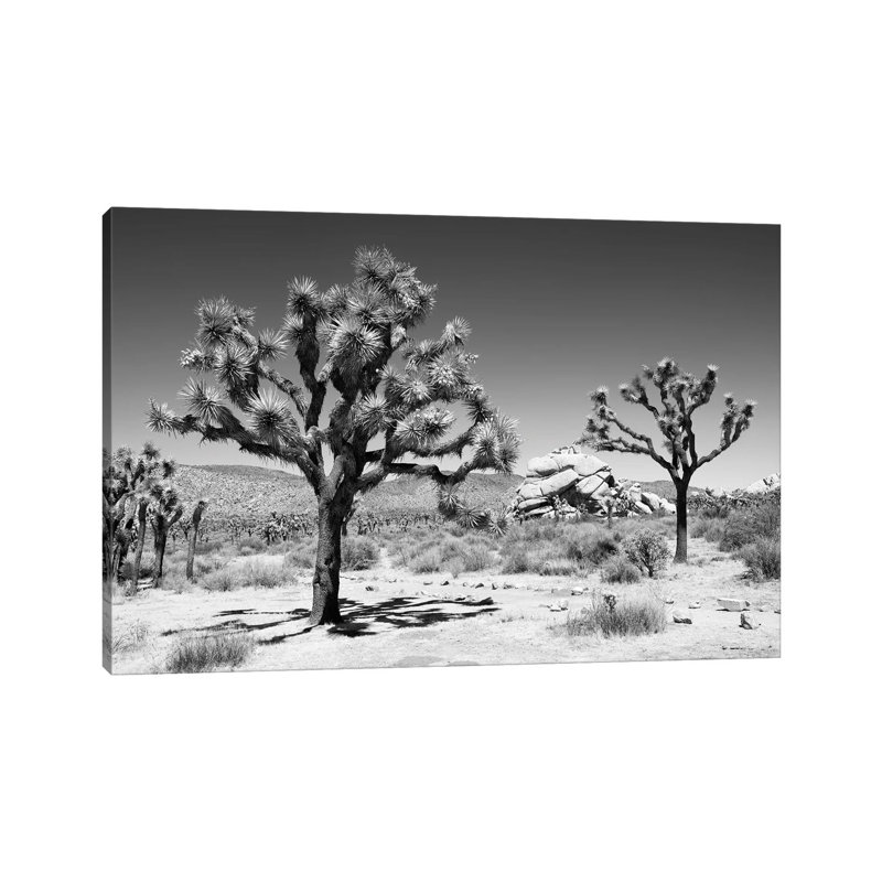 Black Arizona Series - Famous Joshua Trees - Wrapped Canvas Print, 20.32 cm H x 30.48 cm W