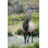 Bull wapiti avec bois de cerf par Keithszafranski