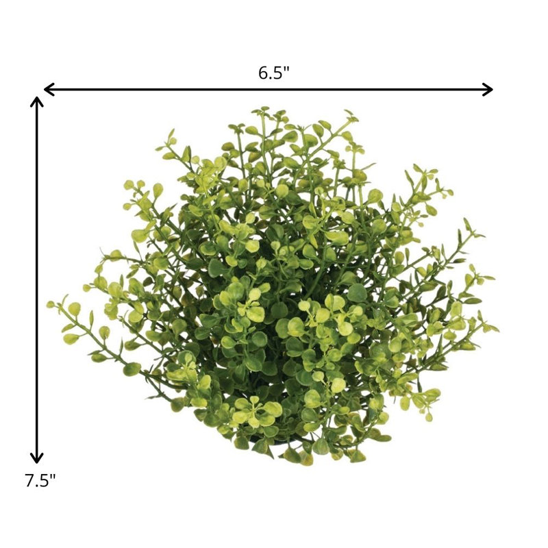 Remplissage de vase Tomeny Baby Grass, H 7,5 po x l 6,5 po x P 6,5 po