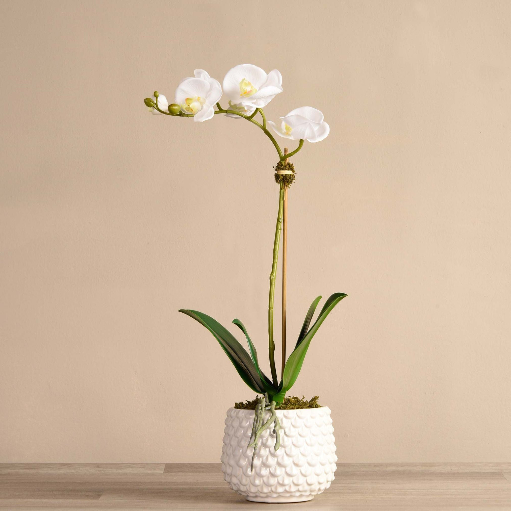 Primrue Orchid Floral Arrangement in Pot | Wayfair
