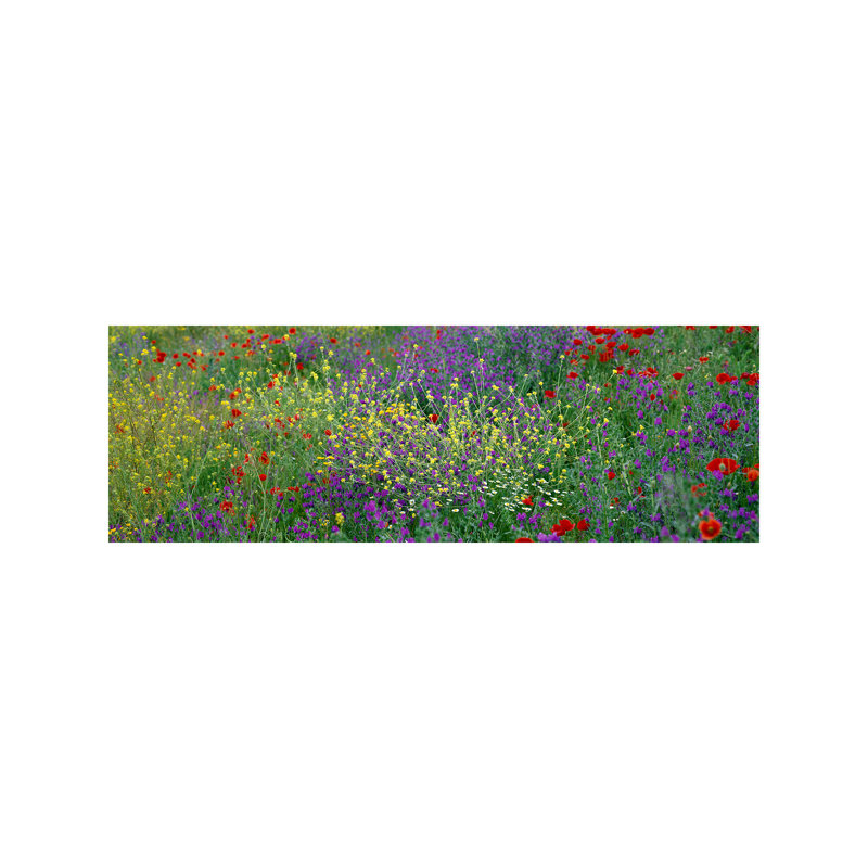 Wildflowers El Escorial Spain - Wrapped Canvas Panoramic Print, 152.4 cm H x 50.8 cm W x 3.175 cm D