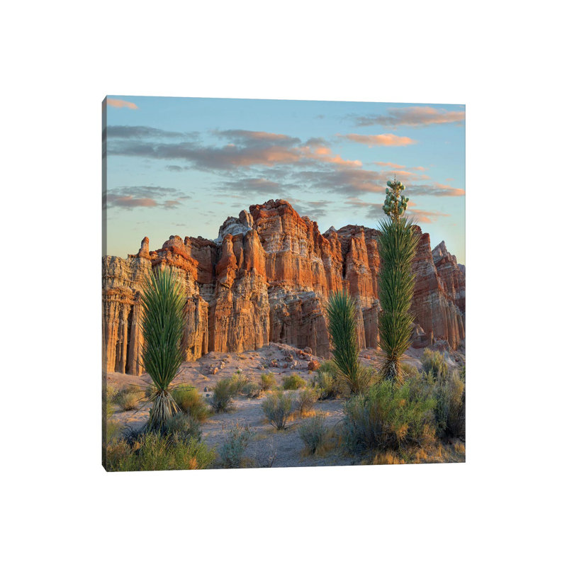 Joshua Tree Saplings and Cliffs, Red Rock Canyon National Conservation Area 1 Piece Wrapped Canvas Wall Art