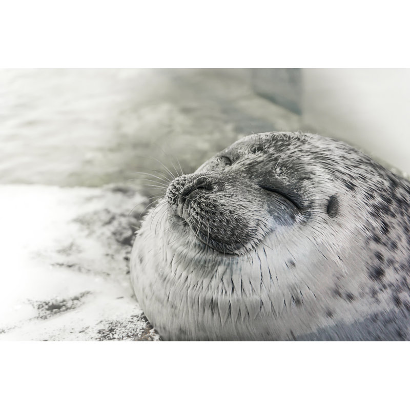 Happy Seal Rest On The Shore And Smiling, 30cm H x 46cm W x 3.8cm D