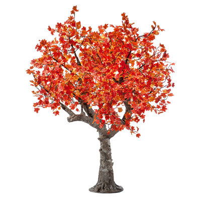 Érable, feuilles et branches éclairées