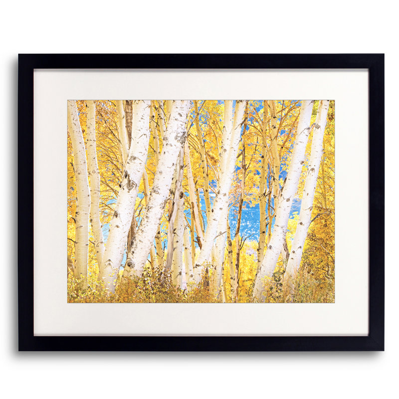 Luminous Autumn Aspen Grove par Bruce Heinemann, 16" H x 20" W
