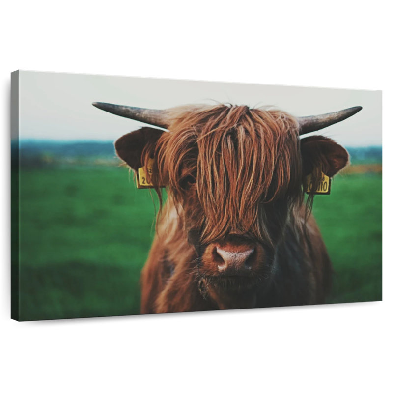 Gros plan sur une vache Brampt Highland, H 34 po x l 51 po