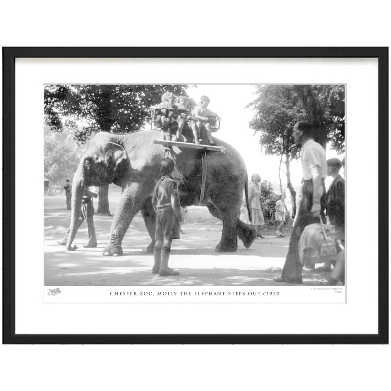 Chester Zoo, Molly The Elephant Steps Out C1950 by Francis Frith - Single Picture Frame Print, 45cm H x 60cm W x 2.3cm D