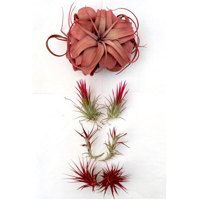 Air Plant Bundle RED (3) 7PK 2"-6" — Primary color: Red