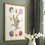 Knorr Shells & Coral II, reproduction encadrée - bois massif-1307359135