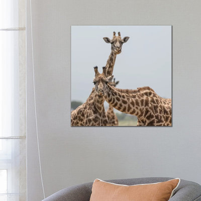 Africa, Kenya, Amboseli National Park. Close-Up Of Giraffes. by Jaynes Gallery - Wrapped Canvas Print