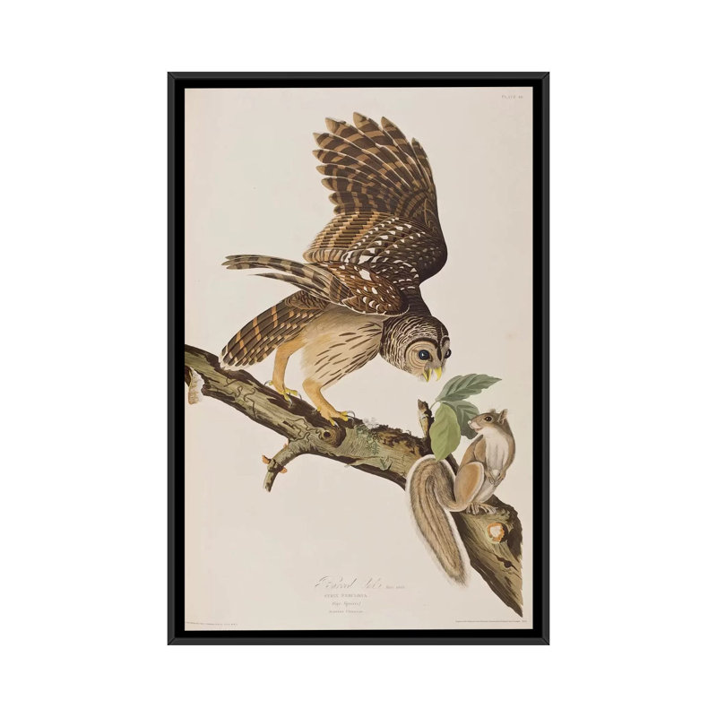 «Barred Owl and Squirrel», impression sur toile, H 26 po x l 18 po x P 1,5 po, Toile avec cadre noir, Pas de tapis