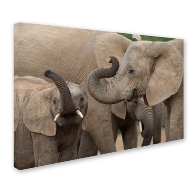 Ann 'Elephants' Photographic Print on Wrapped Canvas
