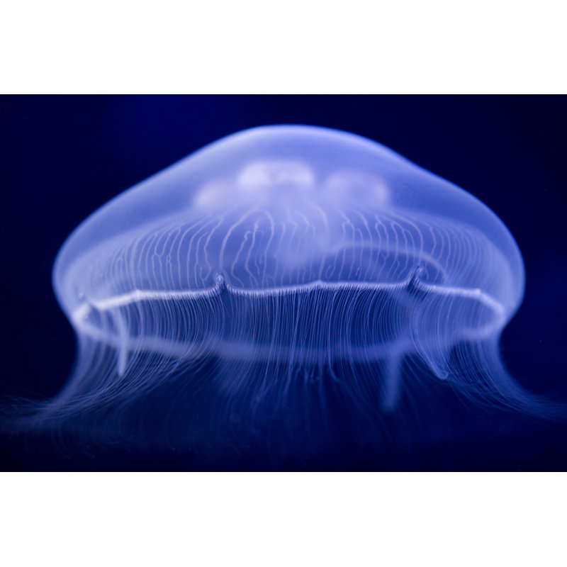 Blue Jellyfish by Naphtalina - No Frame Print on Canvas, 51cm H x 76cm W