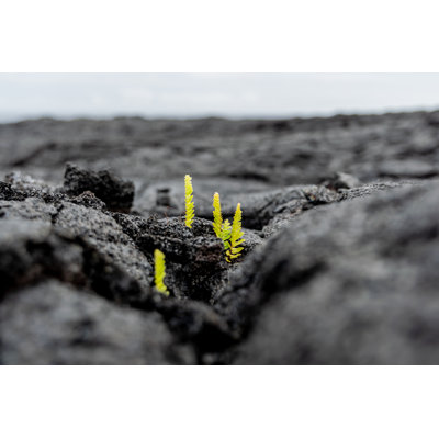 Fresh Plant Growing - Wrapped Canvas Print