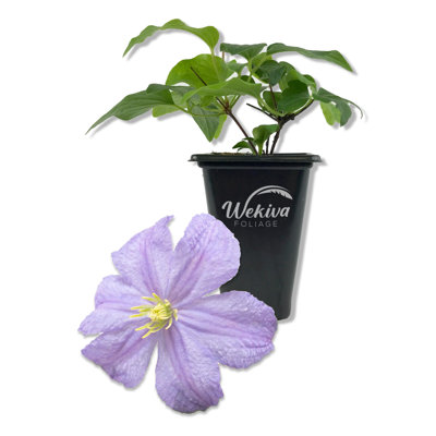 Clematis Prince Charles - Live Starter Plant in a 2 Inch Growers Pot - Starter Plants Ready for The Garden - Rare Clematis for Collectors