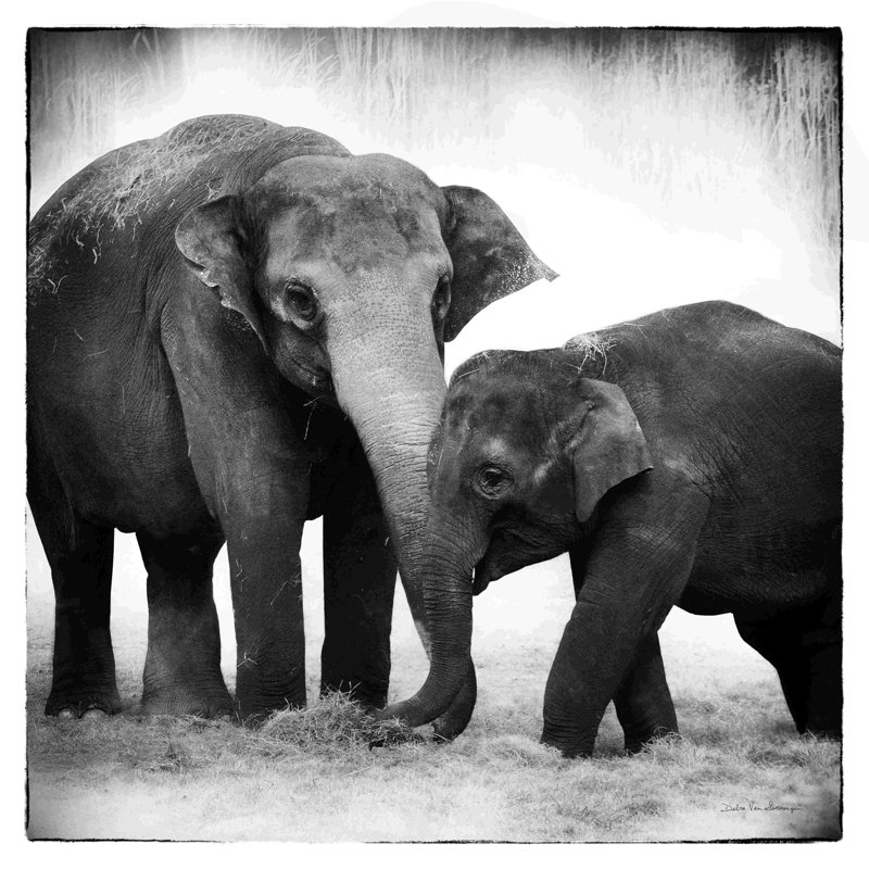 Éléphant III par Debra Van Swearingen - photographie, H 20 po x l 20 po, Toile tendue, Non