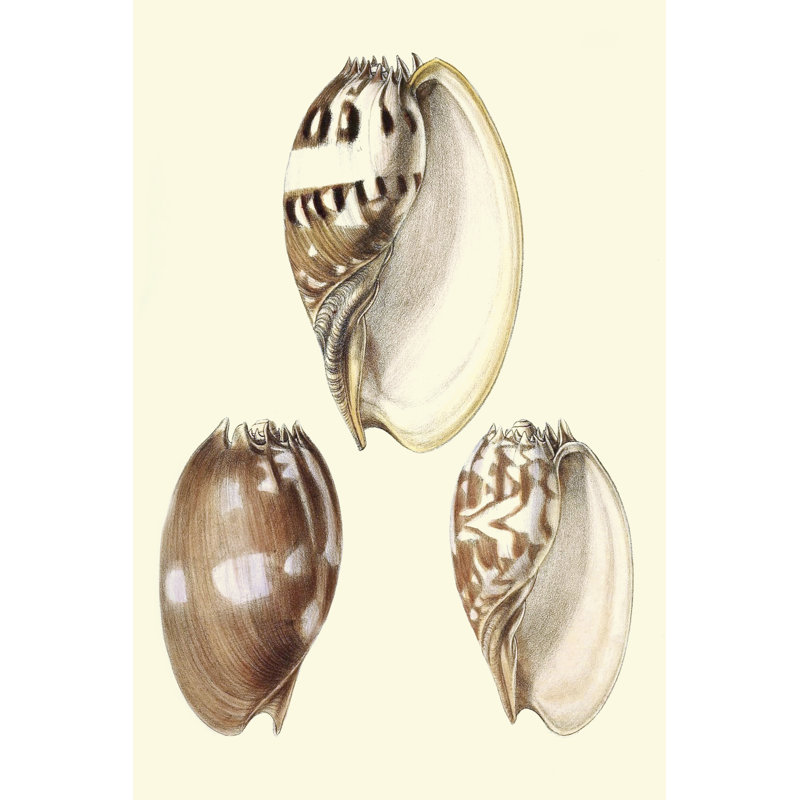 Splendid Shells VI by Vision Studio - Wrapped Canvas Print, 46cm H x 30cm W x 3.8cm D