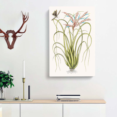 Locust Upon Wild Pine by Mark Catesby - Wrapped Canvas Print