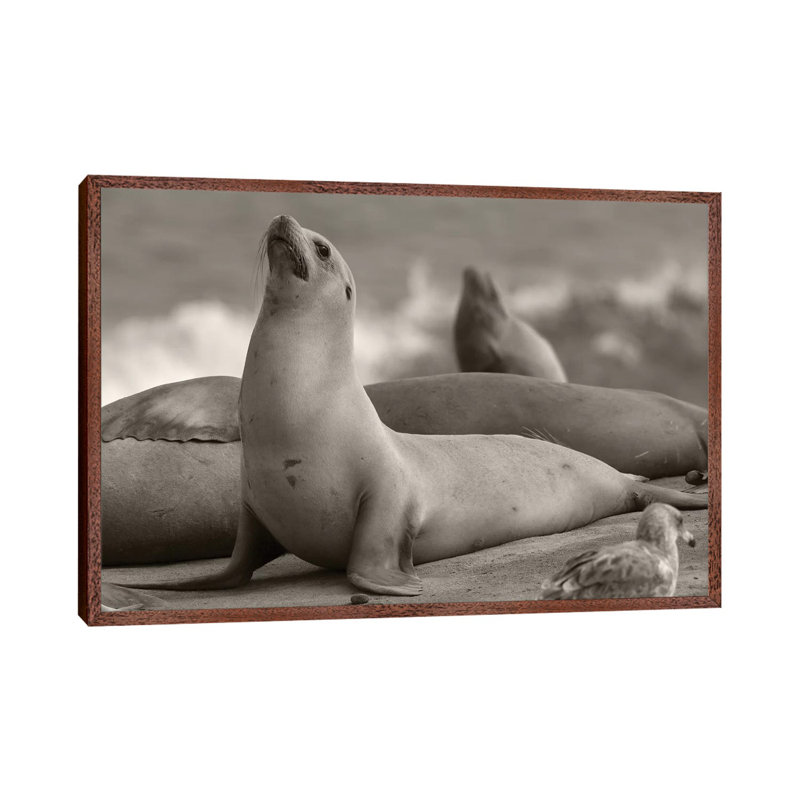 California Sea Lion group, La Jolla, California 1 Piece Wall Art on Canvas, 66.04 cm H x 45.72 cm W, Classic Wood Framed