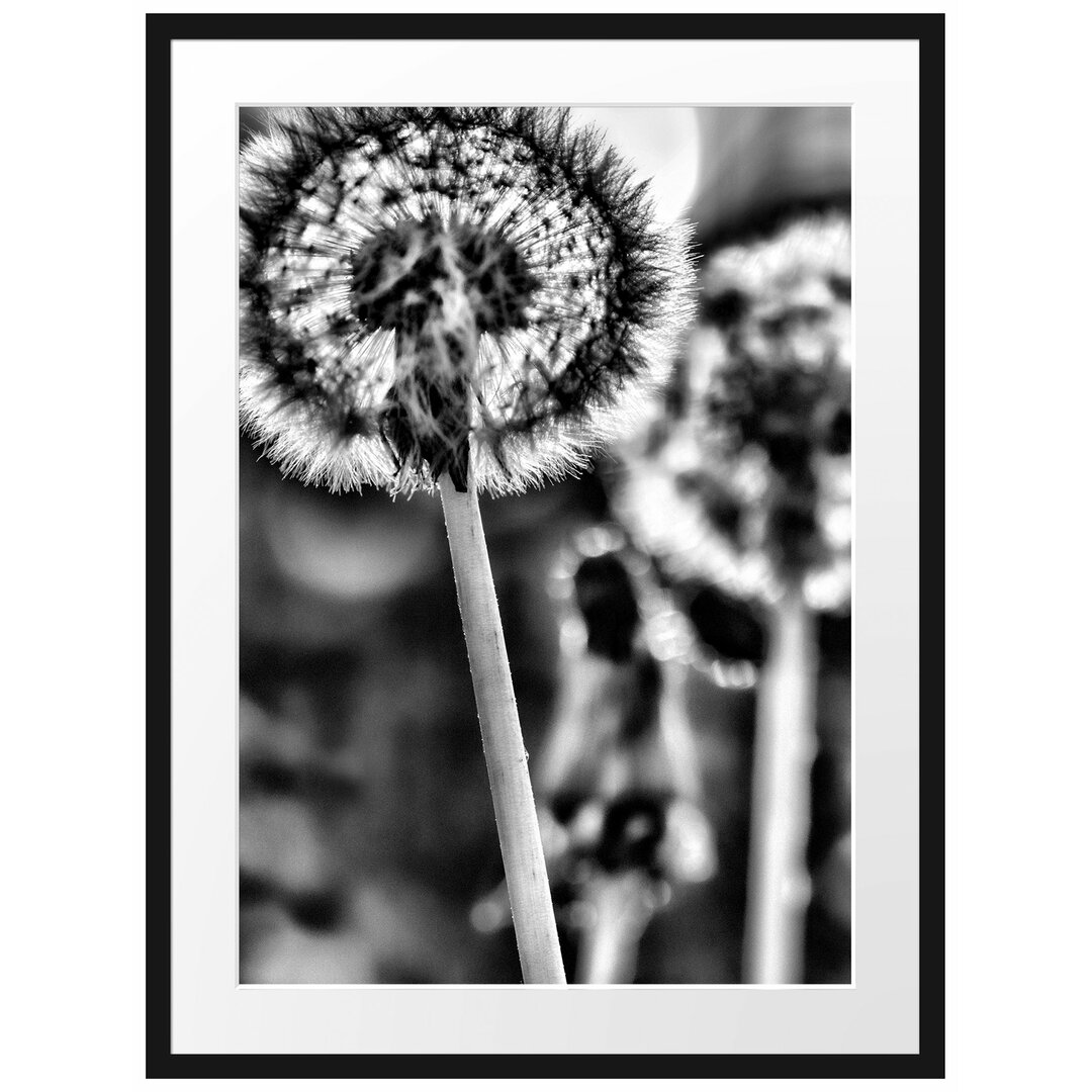 Gerahmtes Poster Pusteblume