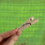 Solid Wood Clothes Pin