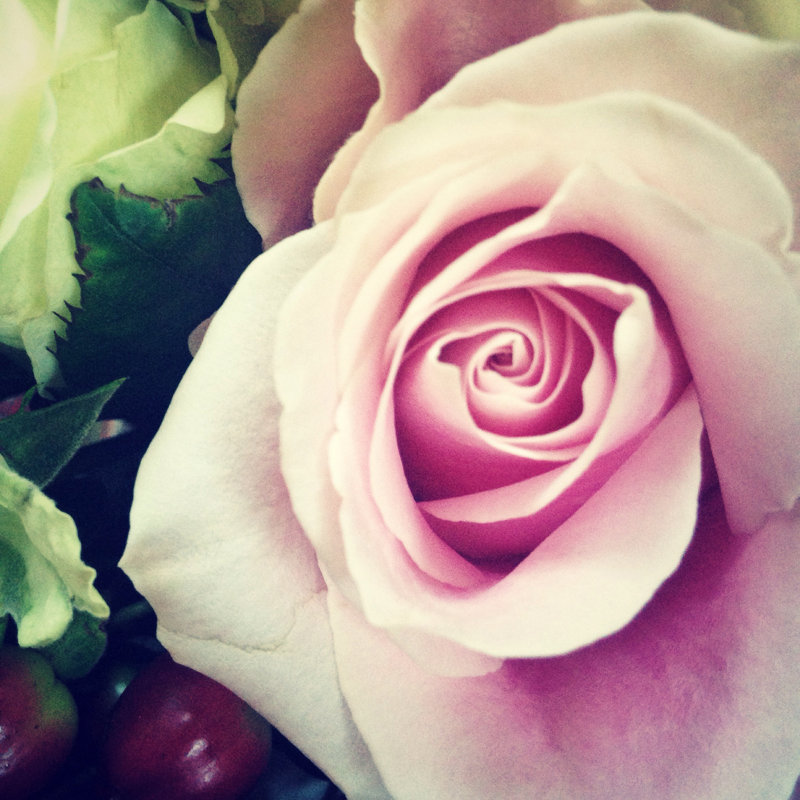 Close-Up Of A Single Pink Rose by Brytta - No Frame Print on Canvas, 91cm H x 91cm W