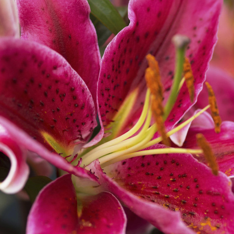 Lilies Oriental Stargazer Bulb
