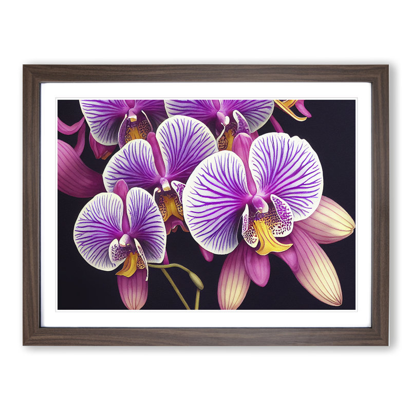 Adventurous Orchid Flowers - Single Picture Frame Print, Walnut Framed, 34cm H x 46cm W x 2cm D
