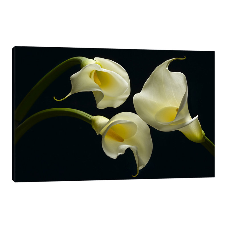Three Calla Lillies by Barry Seidman - Wrapped Canvas Print, 30cm H x 46cm W x 4cm D