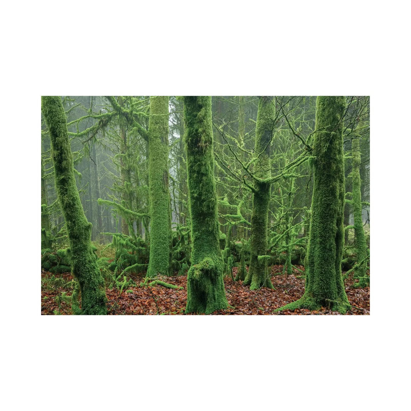 Enchanted Forest I by Adam Burton - Wrapped Canvas Print, 66.04 cm H x 45.72 cm W x 3.175 cm D