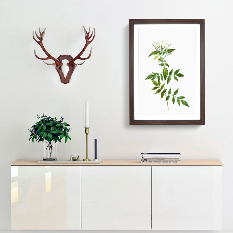 Jasmine Flowers by Pierre-Joseph Redoute - Picture Frame Graphic Art Print, 48cm H x 36cm W x 2cm D, Walnut Framed
