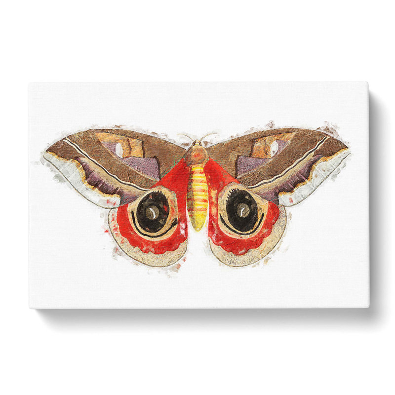 Automeris Moth by George Shaw - Wrapped Canvas Painting, 40cm H x 60cm W x 3cm D