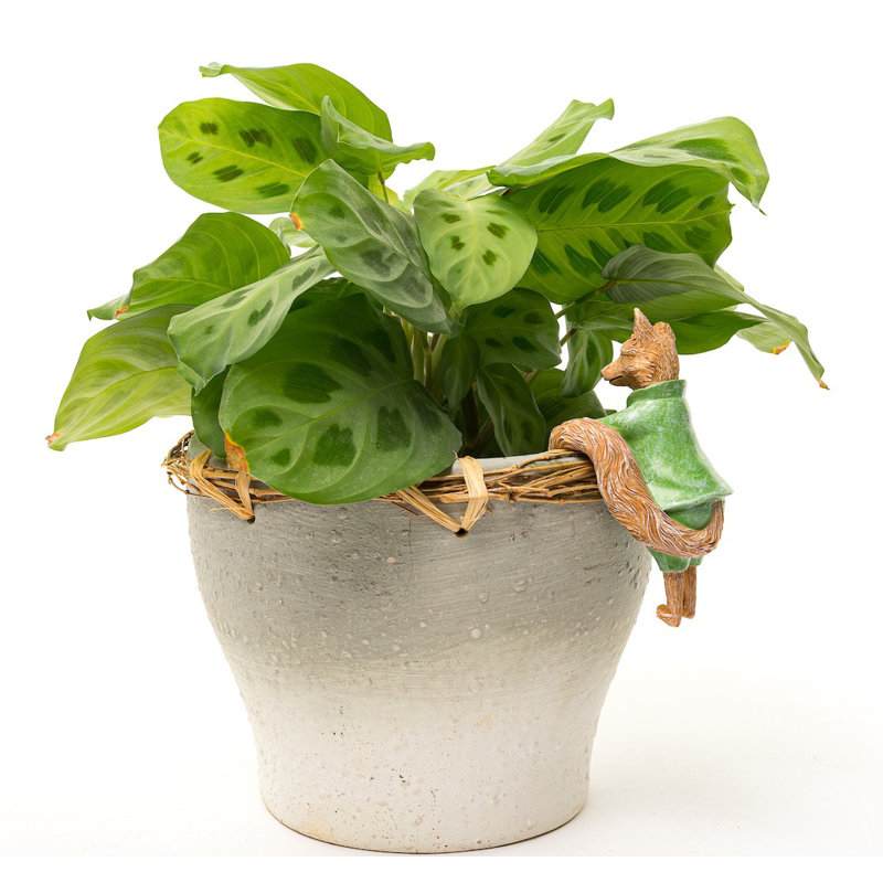 Cintre Beatrix Potter Mr Tod Pot Buddy