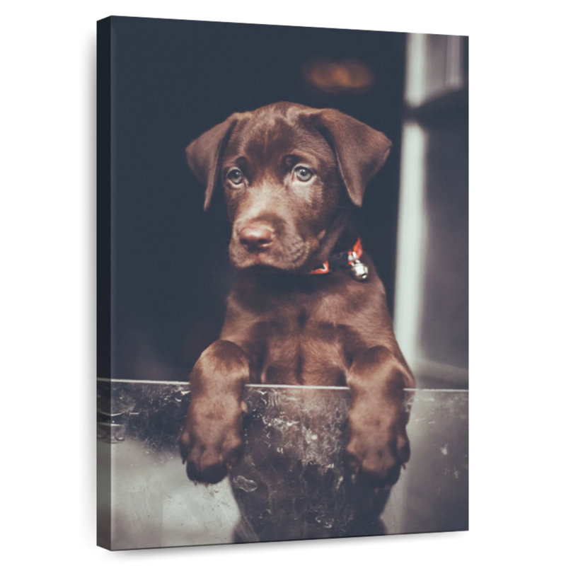 Chiot labrador Brampt chocolat, H 45 po x l 30 po